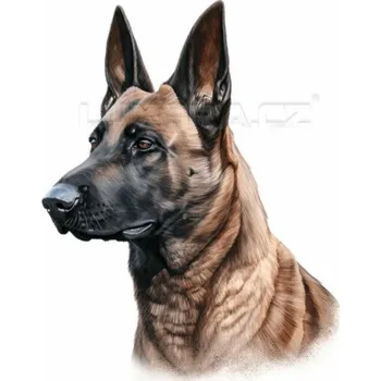 Nažehlovačka Belgický malinois hlava - 9 x 12 cm