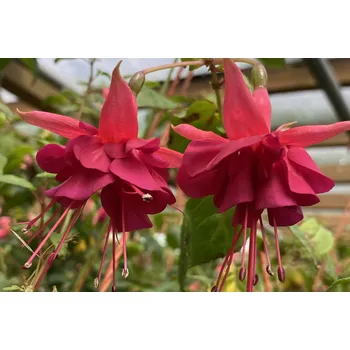 Kristine+Klaus Hernisch (Fuchsie)