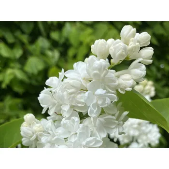 Sazenice Šeřík obecný 'Miss Ellen Willmott' Balení: kontejner C2