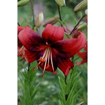 Semeno Lilie 'Strawberry Event' 1 ks