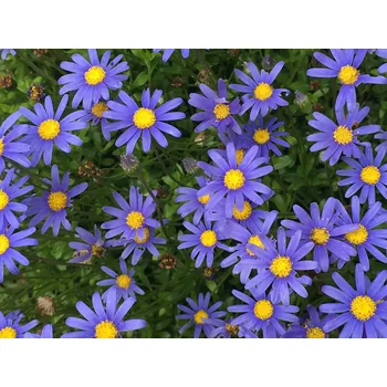 Felicia Ammeloides (Felície) - 115