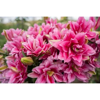 Semeno Lilie 'Roselily Ciara ®' 1 ks