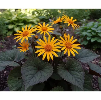 Semeno Popelivka zoubkovaná 'Desdemona' 1 ks