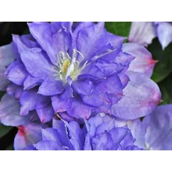 Sazenice Plamének 'Blue Explosion' Balení: kontejner C2