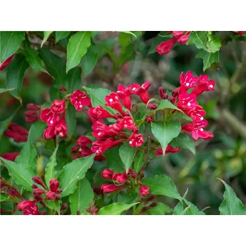 Sazenice Vajgélie 'Red Prince' Balení: kontejner VKR2