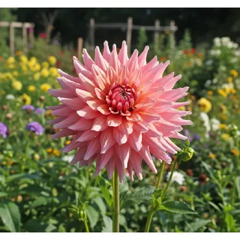 Semeno Jiřina 'Flamingo' 1 ks