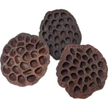 Indická sušina Lotus medium, 20 ks, hnědá