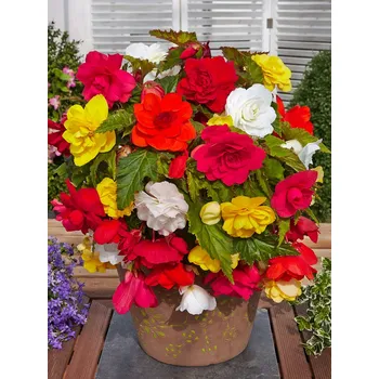 Semeno Mix převislých begónií 10 ks