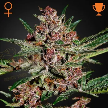 Semeno Green House Seed - Bubba Kush 1 ks + 1 ks ZDARMA White Lemon