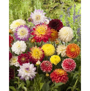 Semeno Mix jiřin 8 ks