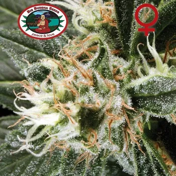 Semeno Big Buddha Seeds - G Bomb (VÝPRODEJ) 5 ks