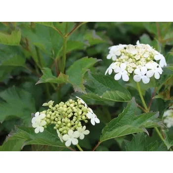 Sazenice Kalina obecná 'Compactum' Balení: kontejner C2