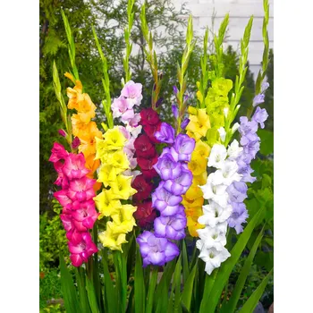 Semeno Mix mečíků 30 ks Velikost cibulí: 8/10