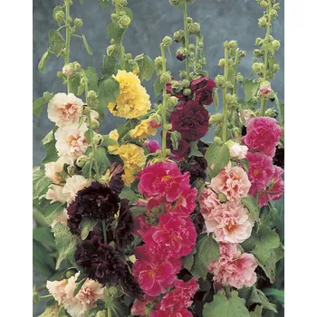 Semeno Slézové růže 10 ks