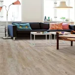 Borovice Colombia 24242