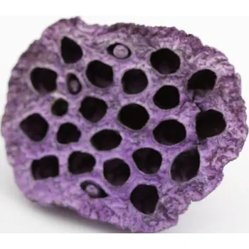 Indická sušina Lotus medium frosted, fialová, 100 ks