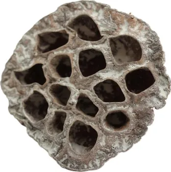 Indická sušina Lotus medium white wash, šedá, 100 ks