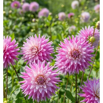 Semeno Jiřina 'Hillcrest Candy' 1 ks