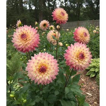 Semeno Jiřina 'Ariko Aphrodite' 1 ks