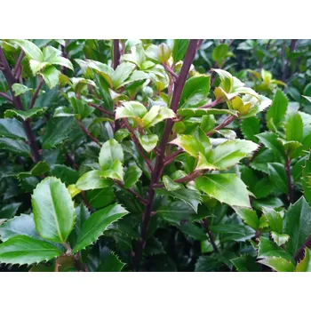 Sazenice Cesmína modrá 'Heckenstar' Balení: kontejner C3, Tvar: výška 30-40 cm