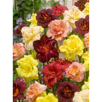 Semeno Mix denivek 10 ks