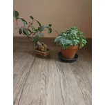 Floor Forever Style Floor 2854 Jasan Rustik + dárek