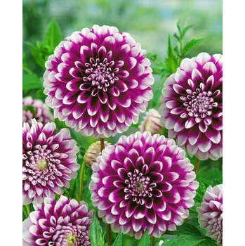 Semeno Jiřina 'Edinburgh' 1 ks