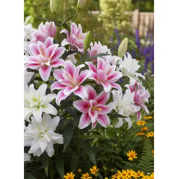 Semeno Mix roselily lilií 6 ks