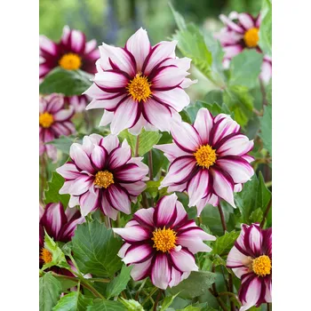 Semeno Jiřina 'Edge of joy' 1 ks