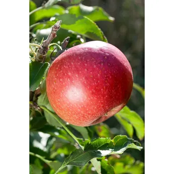 Sazenice Malus domestica ´Redspring´ - jabloň sloupovitá