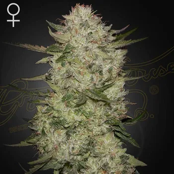 Semeno Green House Seed - HighCloudZ Auto 1 ks + 1 ks ZDARMA Holy Snow
