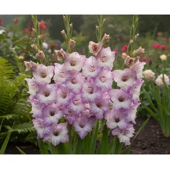 Semeno Mečík 'Cera Corfinio' 5 ks Velikost cibulí: 8/10