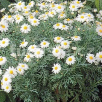Argyrathemum, Pařížská kopretina, bílá - 140