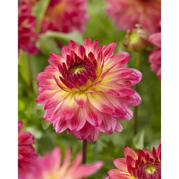 Semeno Jiřina 'Armateras' 1 ks