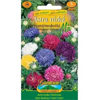 Semeno Astra nízká chryzantémokvětá, směs