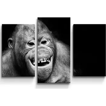 Obraz Sablio Obraz - 3-dílný Orangutan - 75x50 cm