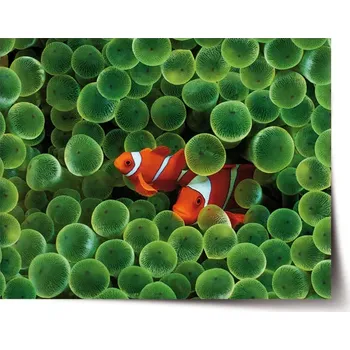 Plakát Sablio Plakát Klaun očkatý - 60x40 cm