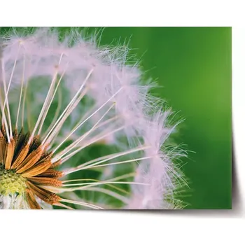 Plakát Sablio Plakát Odkvetlé pampelišky 3 - 60x40 cm