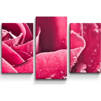 Obraz Sablio Obraz - 3-dílný Detail růže - 75x50 cm