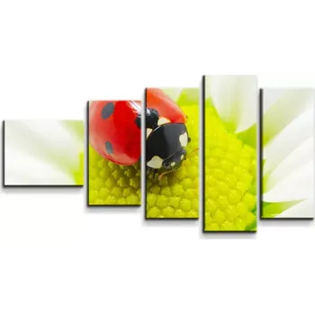 Obraz Sablio Obraz - 5-dílný Beruška na květu - 100x60 cm