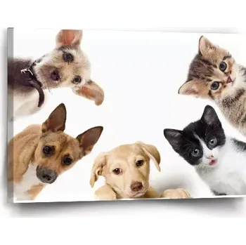 Obraz Sablio Obraz Štěňátka a koťátka - 60x40 cm