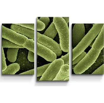 Obraz Sablio Obraz - 3-dílný Bakterie - 75x50 cm