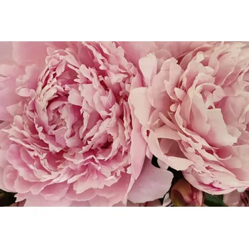 Fototapeta Fototapeta do obýváku pivoňky moderní rostliny 90x135