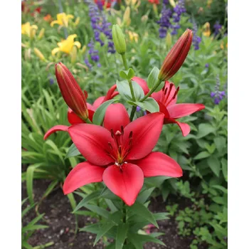 Semeno Lilie 'Orfeo' 1 ks