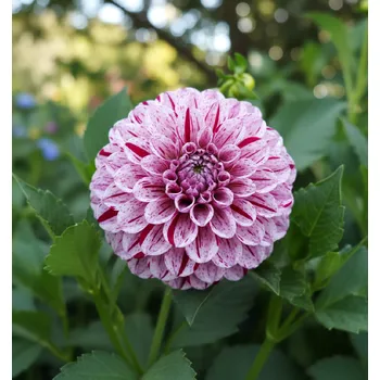 Semeno Jiřina 'Marble Ball' 1 ks