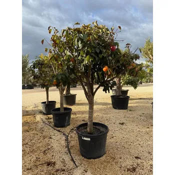 Sazenice Kaki ( Diospyros Caqui) 90lt / obvod kmene 30/40cm