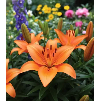 Semeno Lilie 'Orange Summer' 1 ks