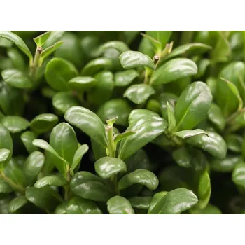 Sazenice Cesmína vroubkovaná 'Convexa' Balení: kontejner C2