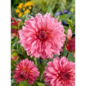 Semeno Jiřina 'Islander ' 1 ks