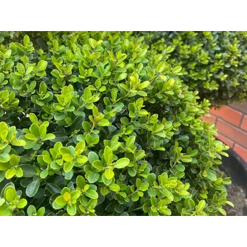 Sazenice Cesmína vroubkovaná 'Green Hedge' kontejner C2